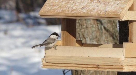 В школе № 33 Белгорода заработало лесничество