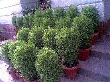 Зимнее посевное вдохновение: Семена для успешного старта в садоводстве