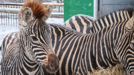 В Старооскольском зоопарке родился жеребёнок зебры
