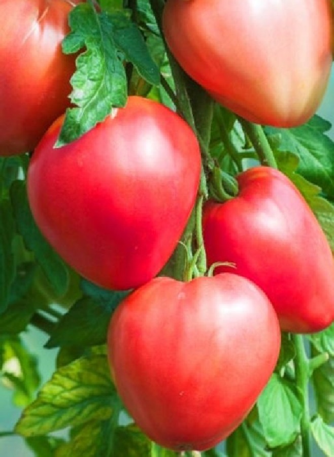Сорт томатов, который покорил огородников: как вырастить 'Бычье сердце' и собрать до 120 кг