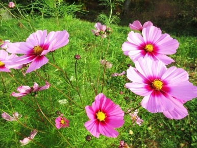 Октябрьские цветы: красота, которая не боится зимы