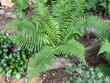 Щитовник мужской: охота за теневым волшебством в саду