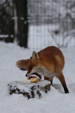 Обитатели белгородского зоопарка встретили февраль