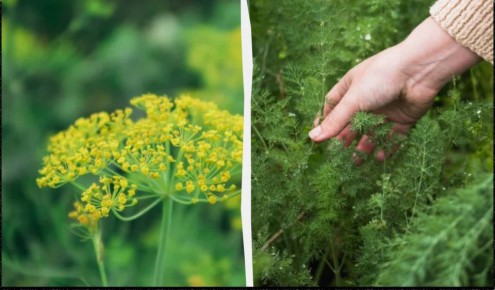 ������ ����� � ��������� �������� �������� ����� �����