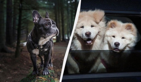 Собачьи ароматы: породы, которые не впишутся в квартиру