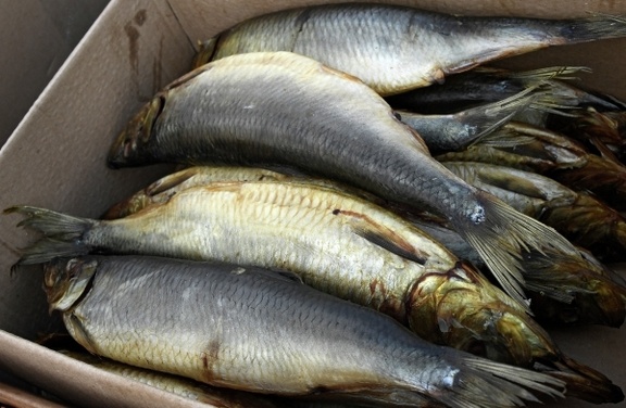 Сельдь — самая любимая рыба россиян, по данным экспертов