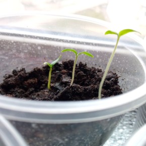 ��� �������� ������ ����� �� �������: ����� ������ ���������