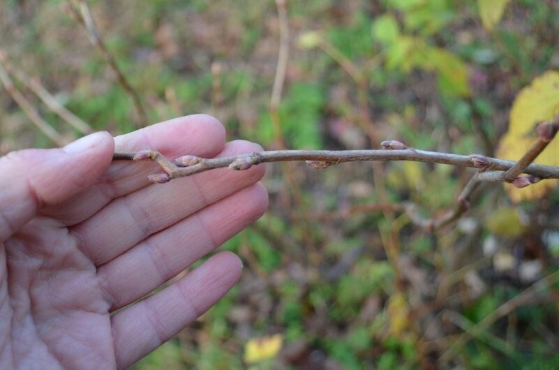 Как защитить смородину от почкового клеща: осенние советы для успешного урожая