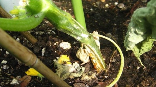 ��� ������������ �������� �������� �� ��� ��� � �������� ����