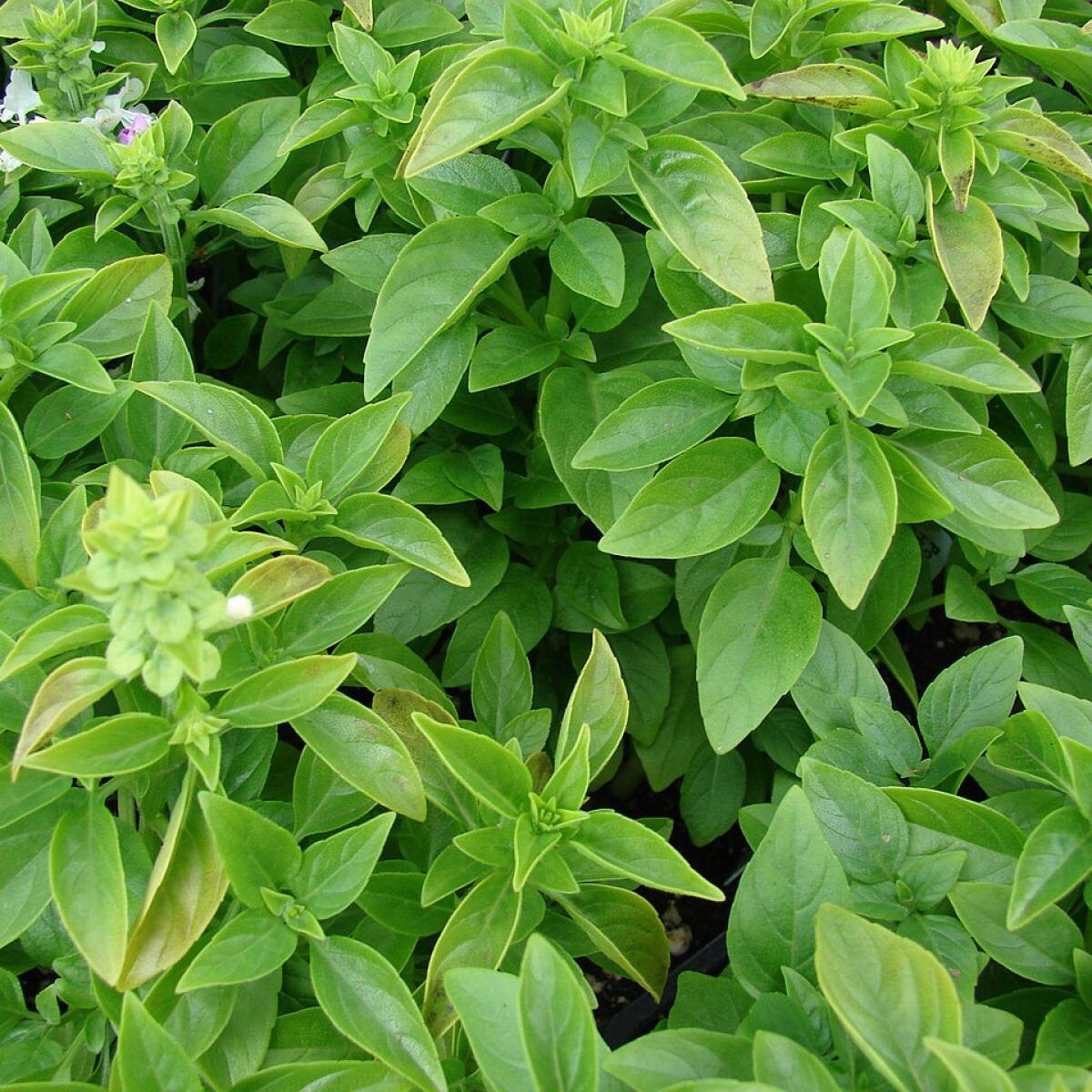 Кипрский базилик: устойчивый к засухе и вредителям спутник вашего сада