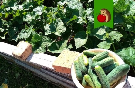 ��� ������������ ���������� ������: ���������� ������� ��� ����� ������ �������