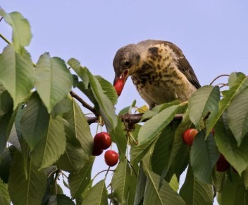 ����������� ������� ������ ����� �� ����, �� ������ ����� �������