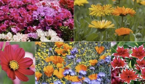 ��� ��������� ����� ����������� ��� ����: ������� ��������� ������