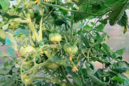 ������ ��������� ����: ������� ��������� ����������� � �����