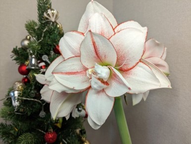 ��� ������ �����������, ������� �� ����� ������?