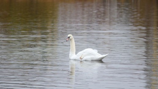 ����������� ��������, �� ���� ����� ���������� ������ � ������������� �����������