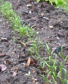 ������� ������� ������: ����� ������ ����� ������� � ����� ��� ������?