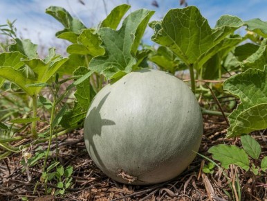 ��� ���������� ��������� ���� � �� ��������� ������