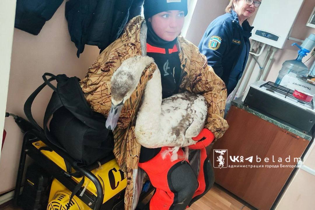 Немного хороших новостей: вчера в Белгороде в районе моста по ул. Костюкова спасли лебедя