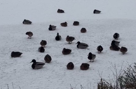 �������� ���������� �������� ��������� ���������