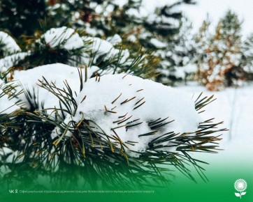 11 �������. ����������� ������� -8�C, �������, ��� �������