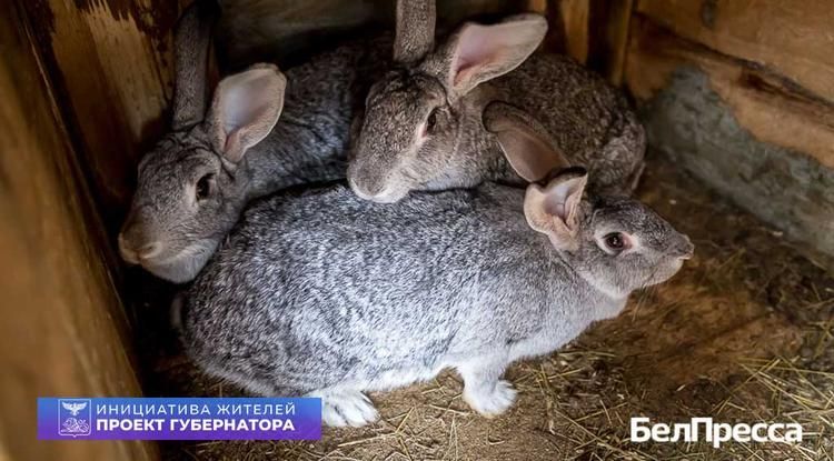 Ушастый бизнес. Жительница красненского села занялась разведением кроликов