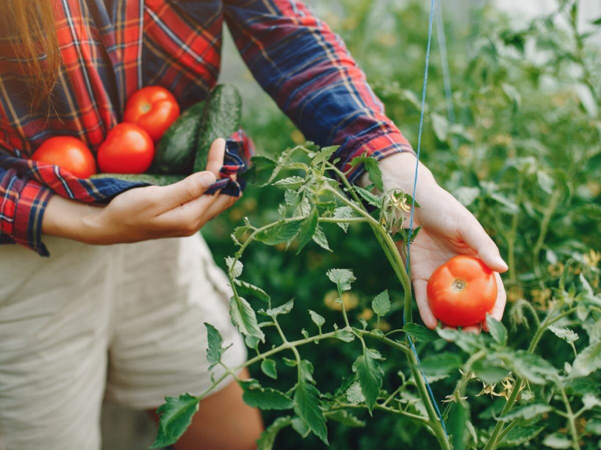 Как добиться идеального урожая помидоров: секреты успешной обработки в период налива плодов