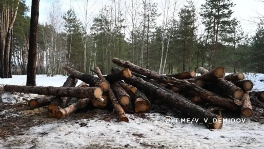 Спиленные деревья в белгородской Сосновке оказались аварийными