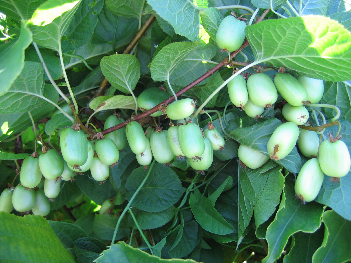 Секреты успешного выращивания актинидии