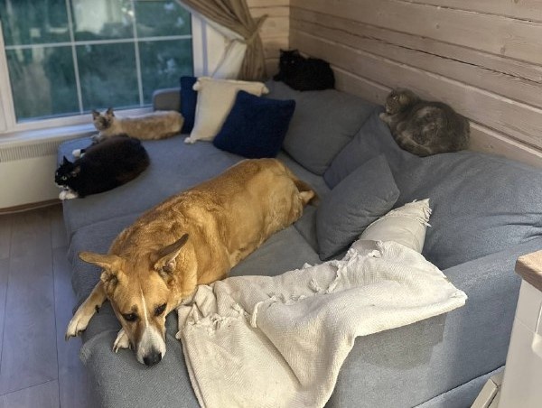 В Госдуме обсуждают законопроект об ограничении домашних животных в квартирах