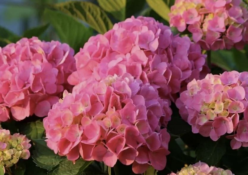 Гортензии: секреты успешного размножения черенками в июле