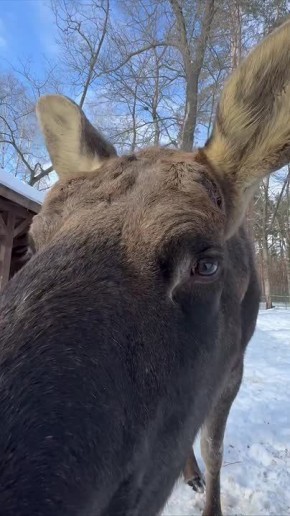 Солнечная погода разнежила красавца-лося из Белгородского зоопарка