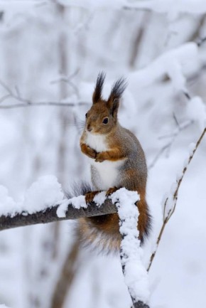 ������ ����, ��������!. ������� �� ����� ����� � ������