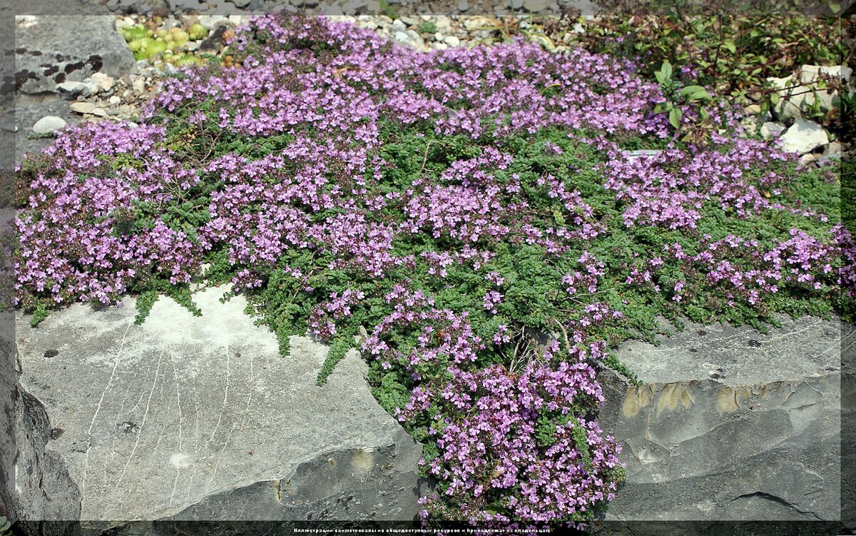 Топ-20 бордюрных многолетников, которые украсит ваш сад без особых усилий