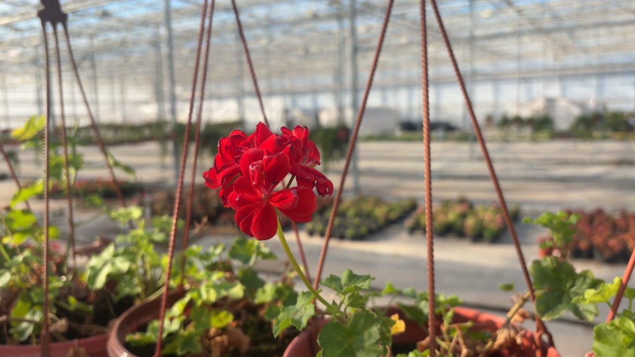 В теплицах Белгорода готовят растения к тёплым сезонам