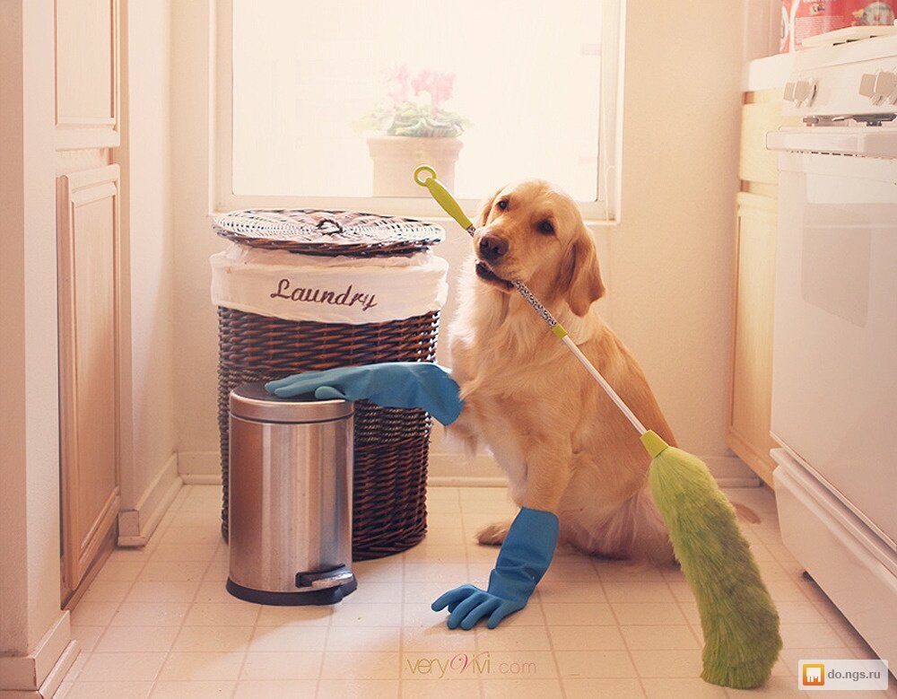 Как проводить уборку с питомцем: важные советы