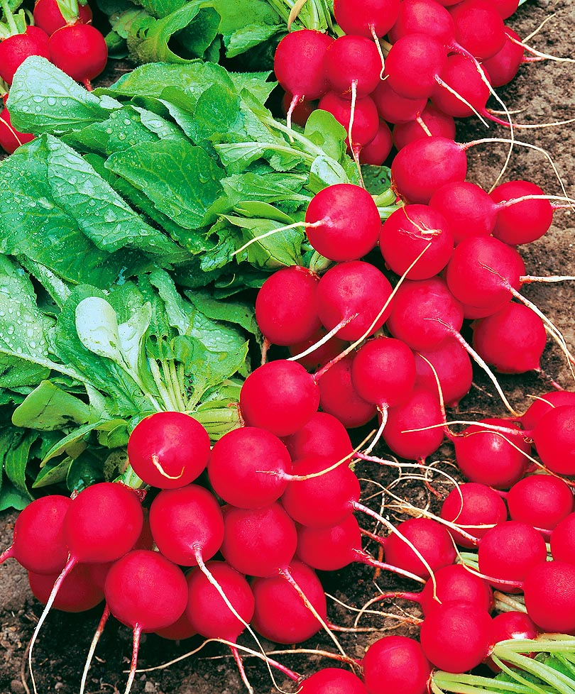 Как успешно вырастить редис в открытом грунте