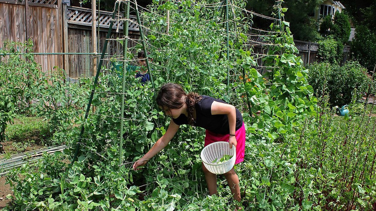 Как избежать проблем со здоровьем на даче в сезон посадок