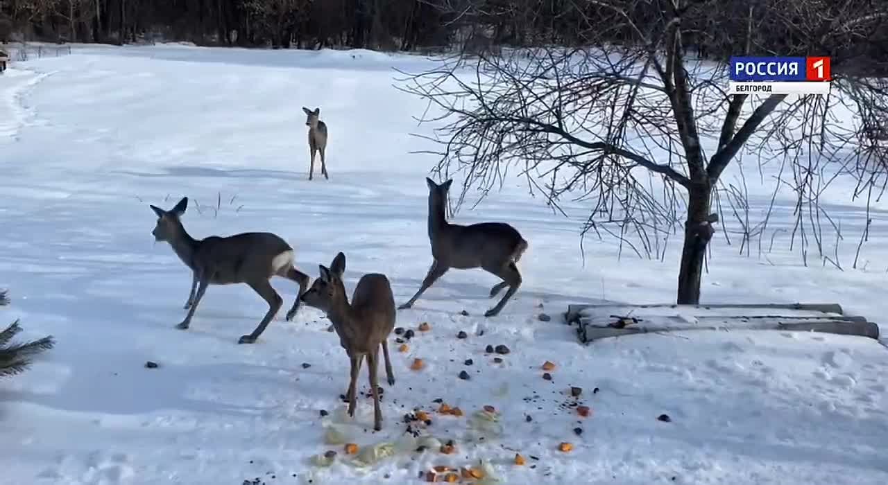 А такую «лесную столовую» устроила наша подписчица, в гости к которой часто приходят косули