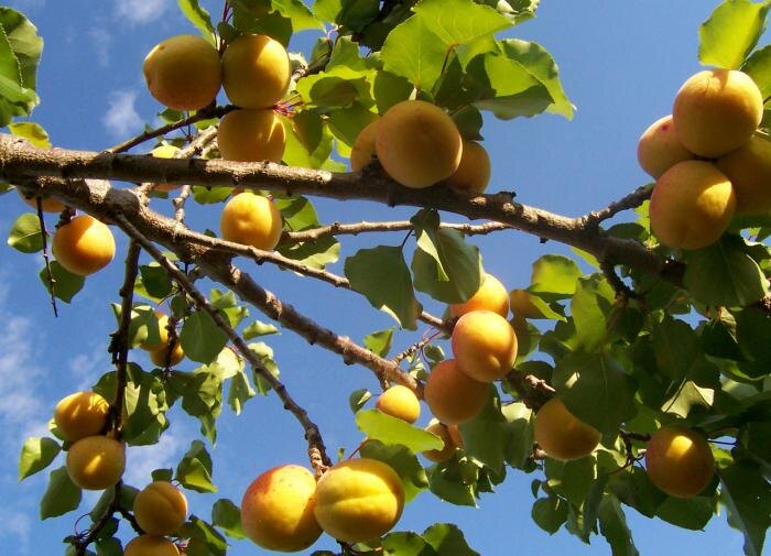 Как добиться обильного урожая абрикосов: секреты успешного ухода