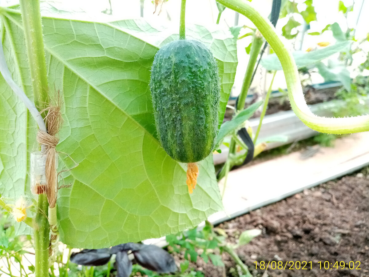 Как выбрать качественные семена огурцов и избежать разочарований