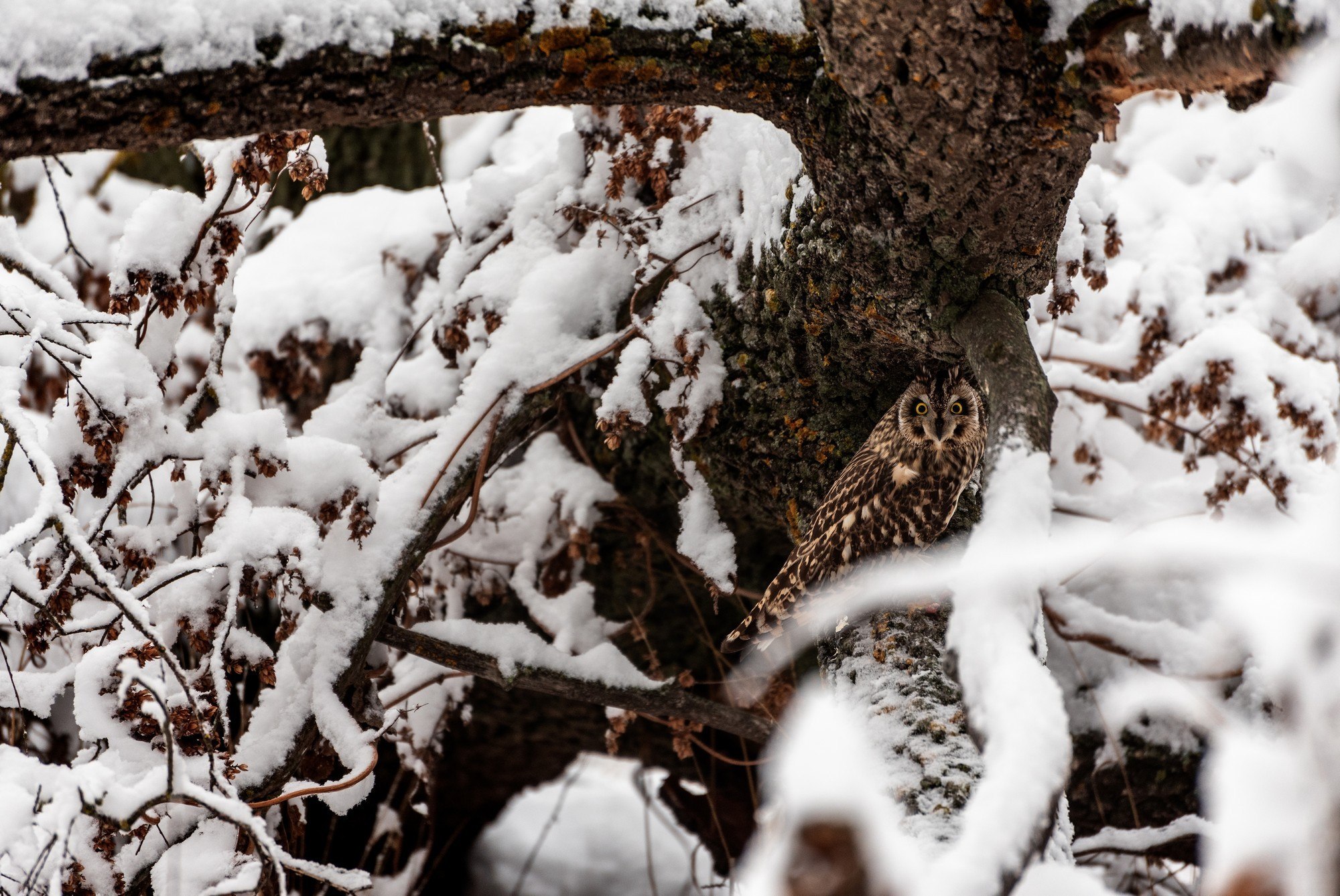 Доброе утро, Белгород!. За окном пасмурно, снег