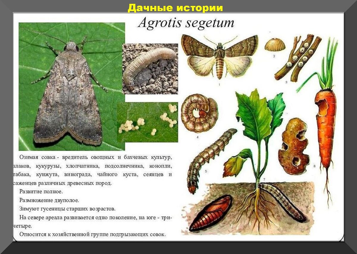 Ответы на 50 самых популярных вопросов дачников-новичков