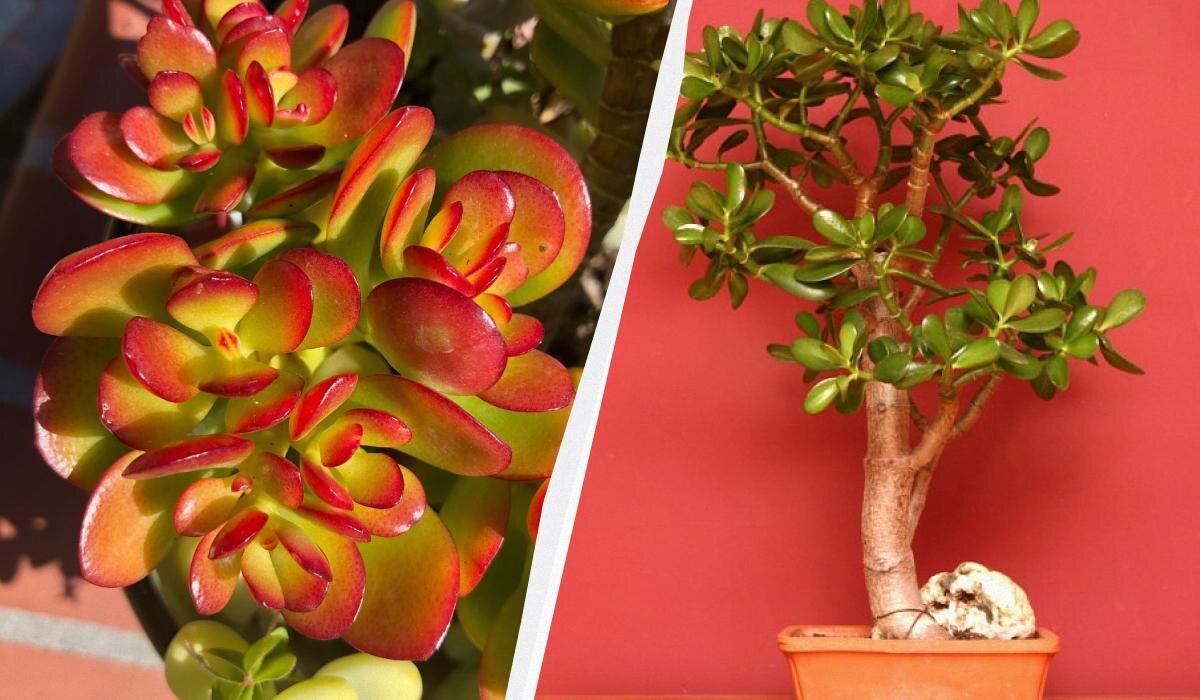 Способы спасти денежное дерево: шесть ключевых советов по уходу