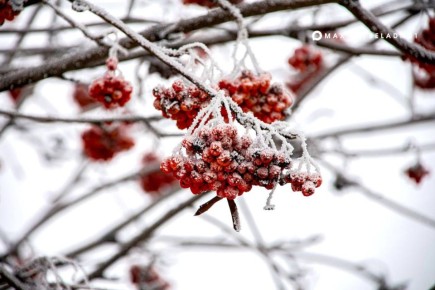 Доброе утро, Белгород!. 25 февраля будет пасмурно, мокрый снег