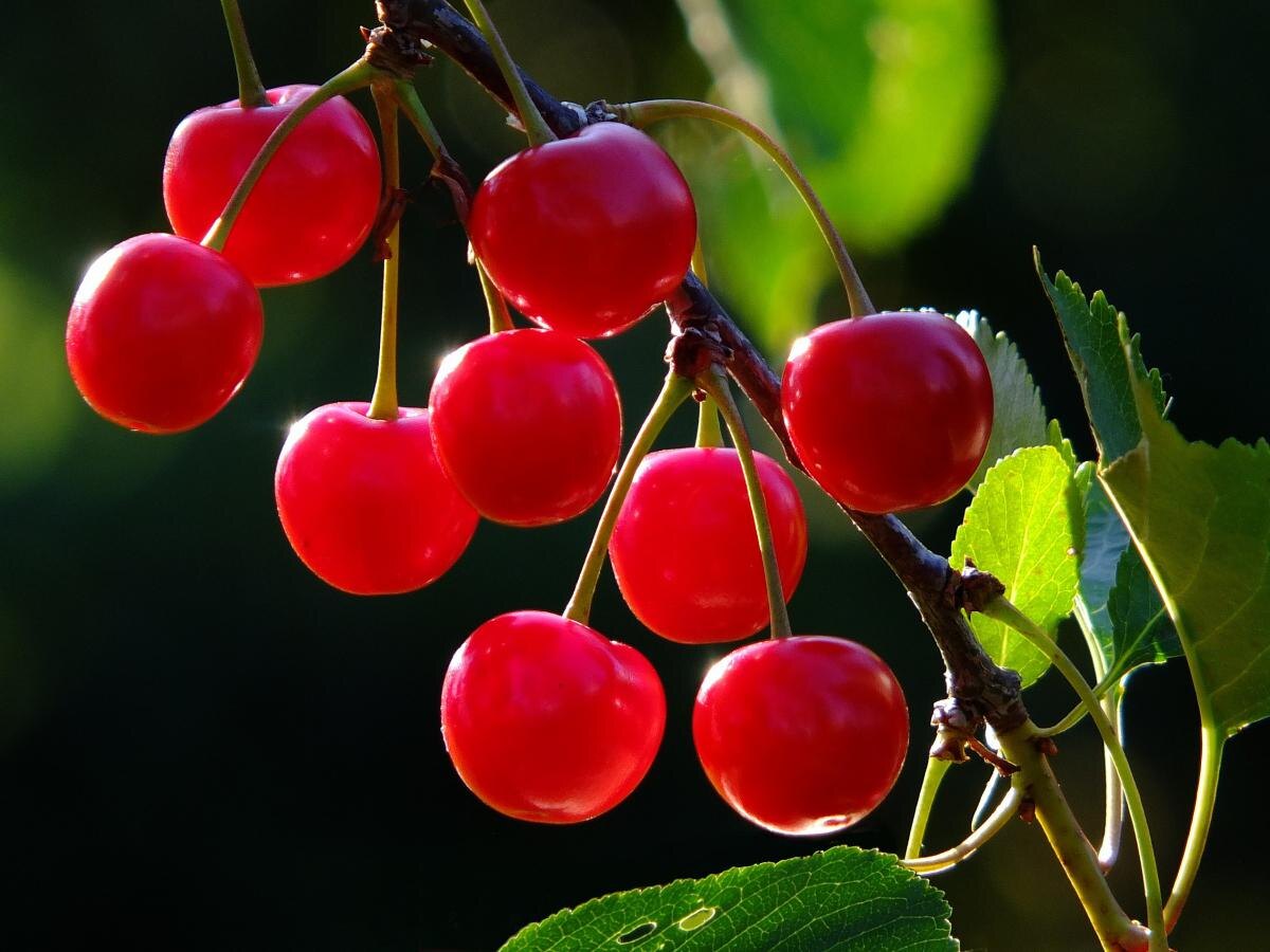 Как позаботиться о вишнях весной, чтобы избежать убытков в урожайности