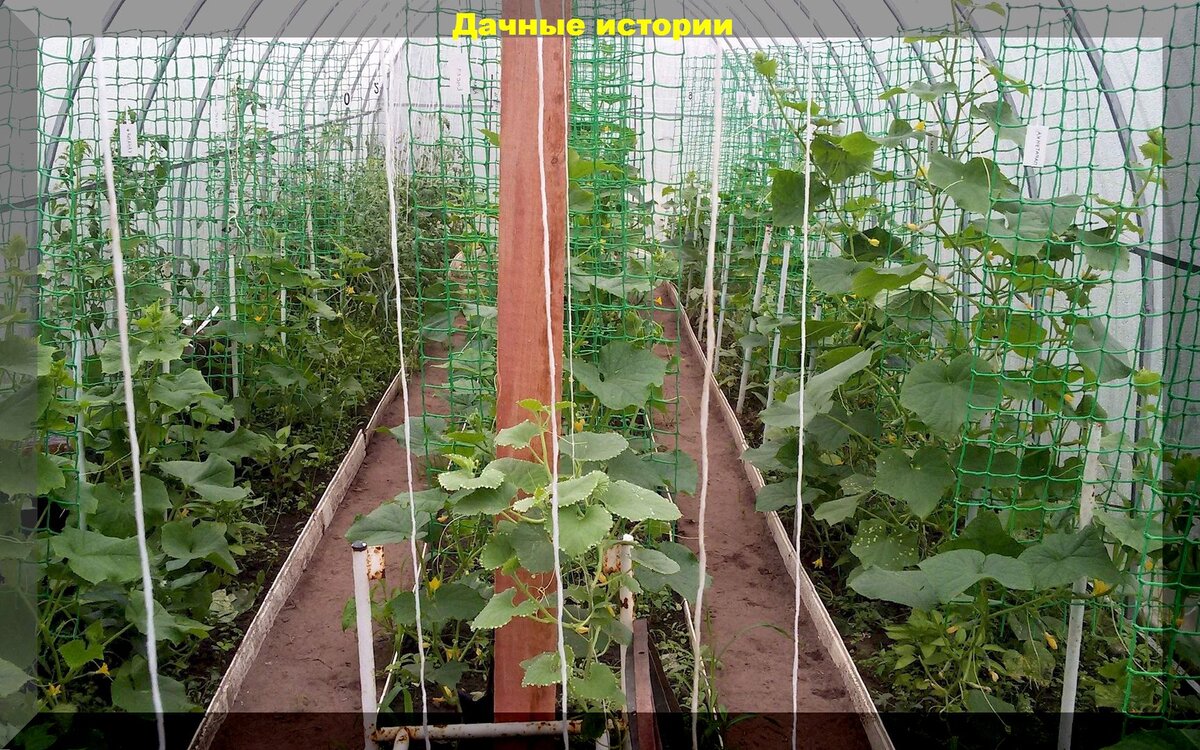 Эффективные советы по уходу за растениями в жару: что нужно знать