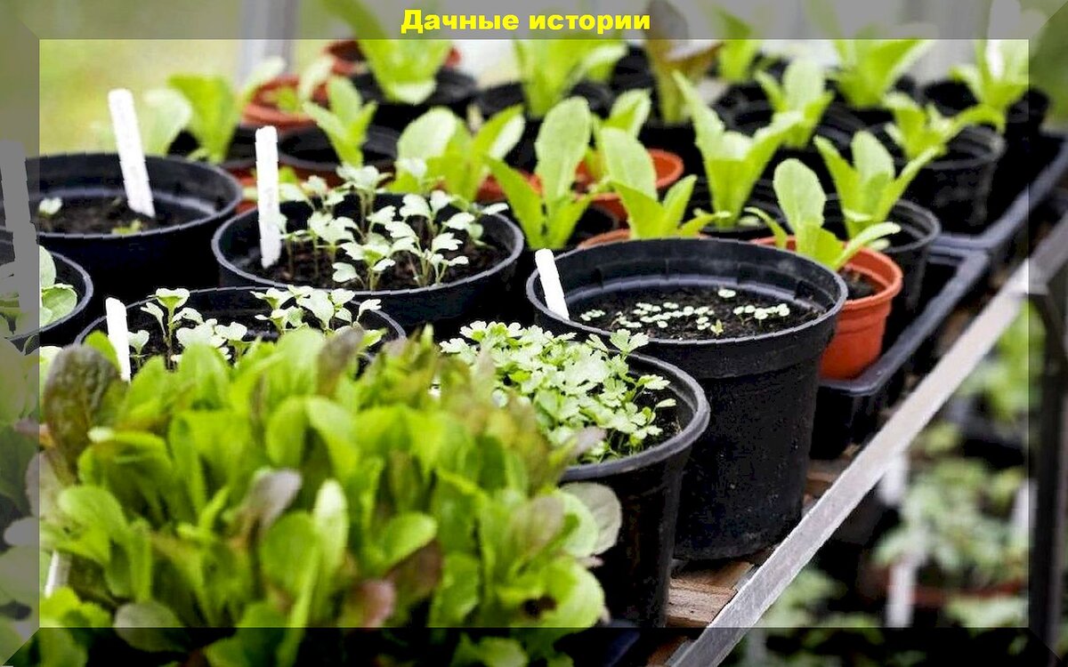 Соседство в саду: идеальные и неподходящие компаньоны для рассады