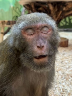 ��� �������� ���������-������ �� ������������� �������� �������� ���������� ������ � ����