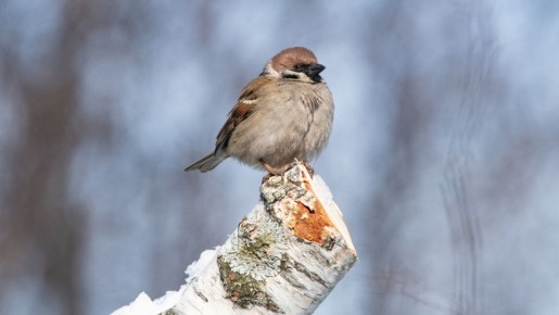 В Белгородской области посчитали воробьёв